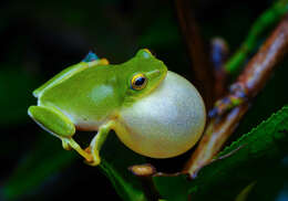 Image of Jayaram's bush frog