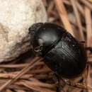 Image of Sericotrupes niger (Marsham 1802)