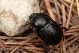 Image of Sericotrupes niger (Marsham 1802)