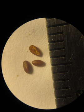 Image of Oval-Leaf False Buttonweed