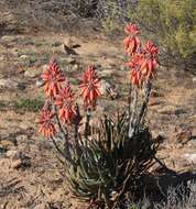 Aloe krapohliana Marloth resmi