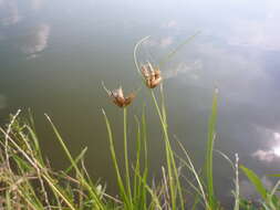 Imagem de Bolboschoenus planiculmis (F. Schmidt) T. V. Egorova