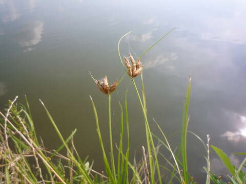 Imagem de Bolboschoenus planiculmis (F. Schmidt) T. V. Egorova