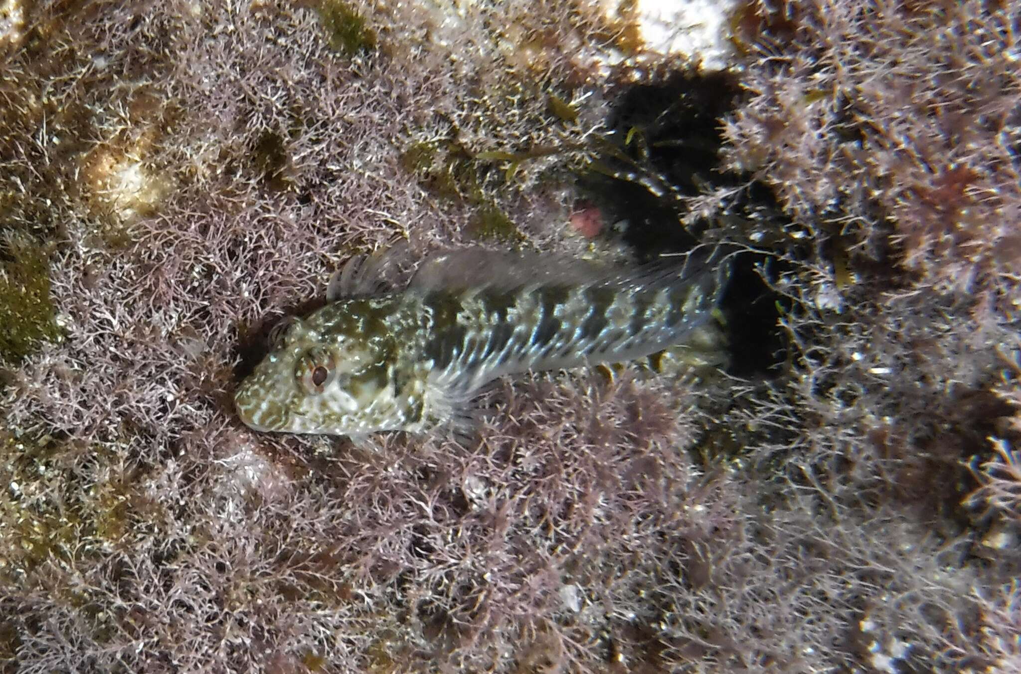 Image of Mystery blenny