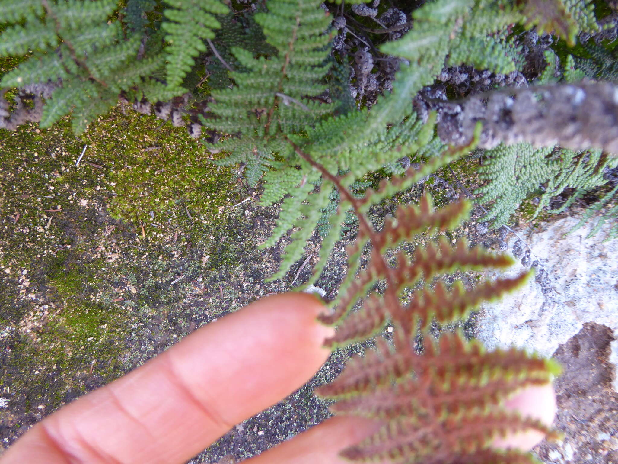 Image of Cleveland's lipfern