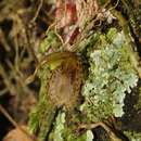 Image of Muscarella fimbriata (Ames & C. Schweinf.) Luer