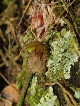 Image of Muscarella fimbriata (Ames & C. Schweinf.) Luer