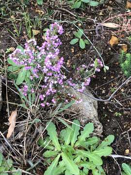 Image of Erica bicolor Thunb.