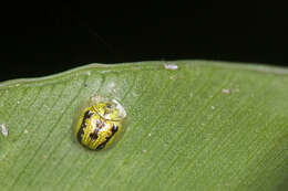 Image of Tortoise beetle