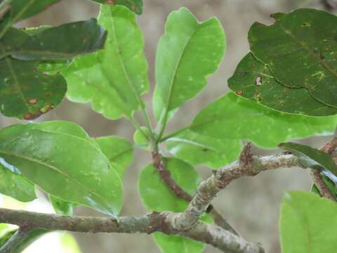 Image of Inhambanella henriquesii (Engl. & Warb.) Dubard