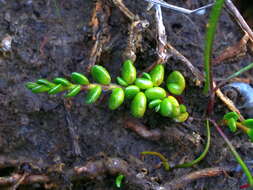 Plancia ëd Wilsonia rotundifolia Hook.