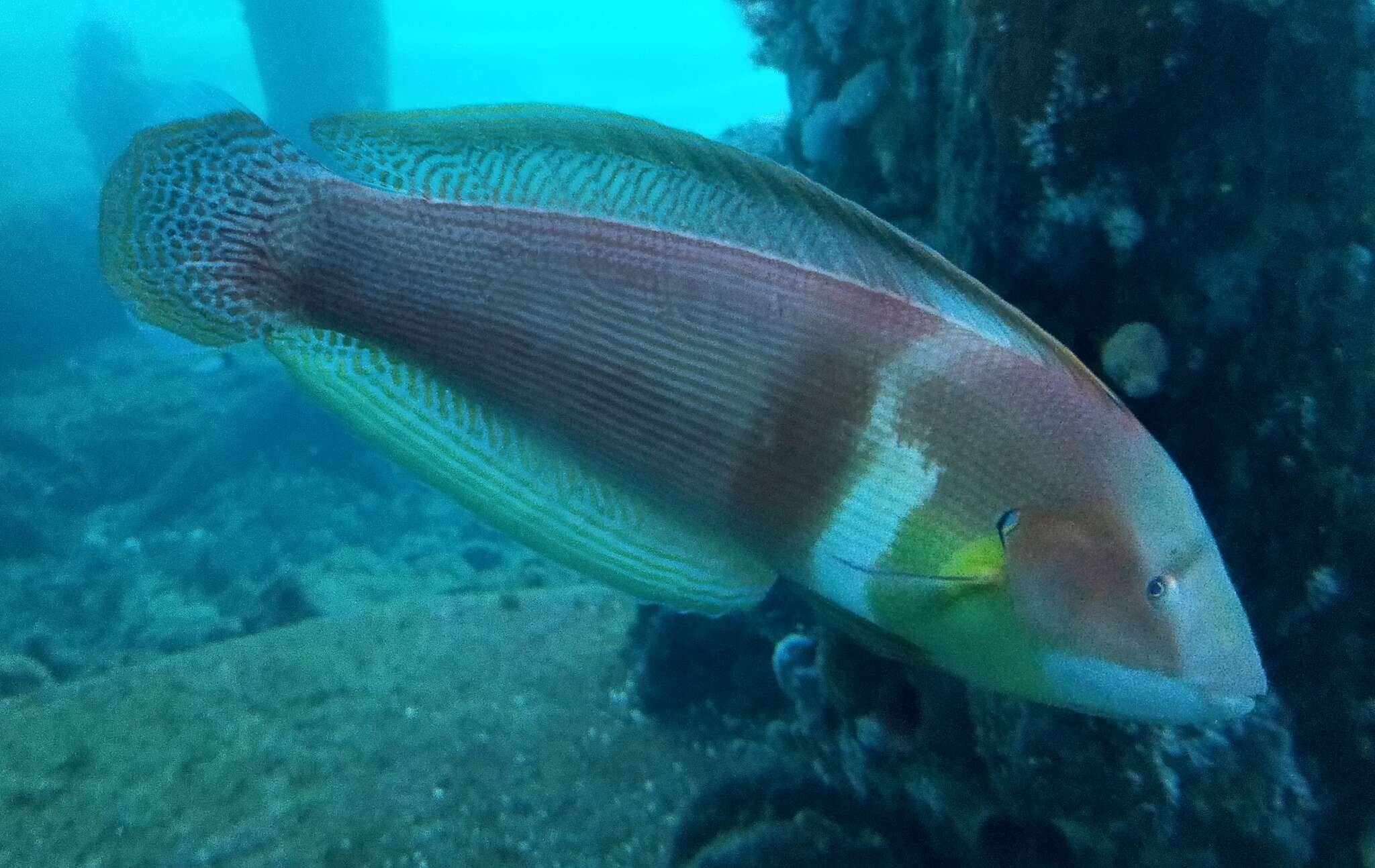 Image of King wrasse