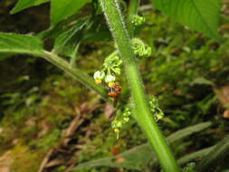 Image of Solanum mite Ruiz & Pav.