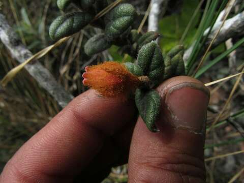 Image of Gaultheria lanigera Hook.