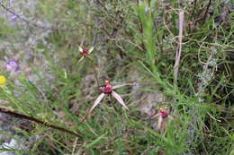 Caladenia montana G. W. Carr的圖片