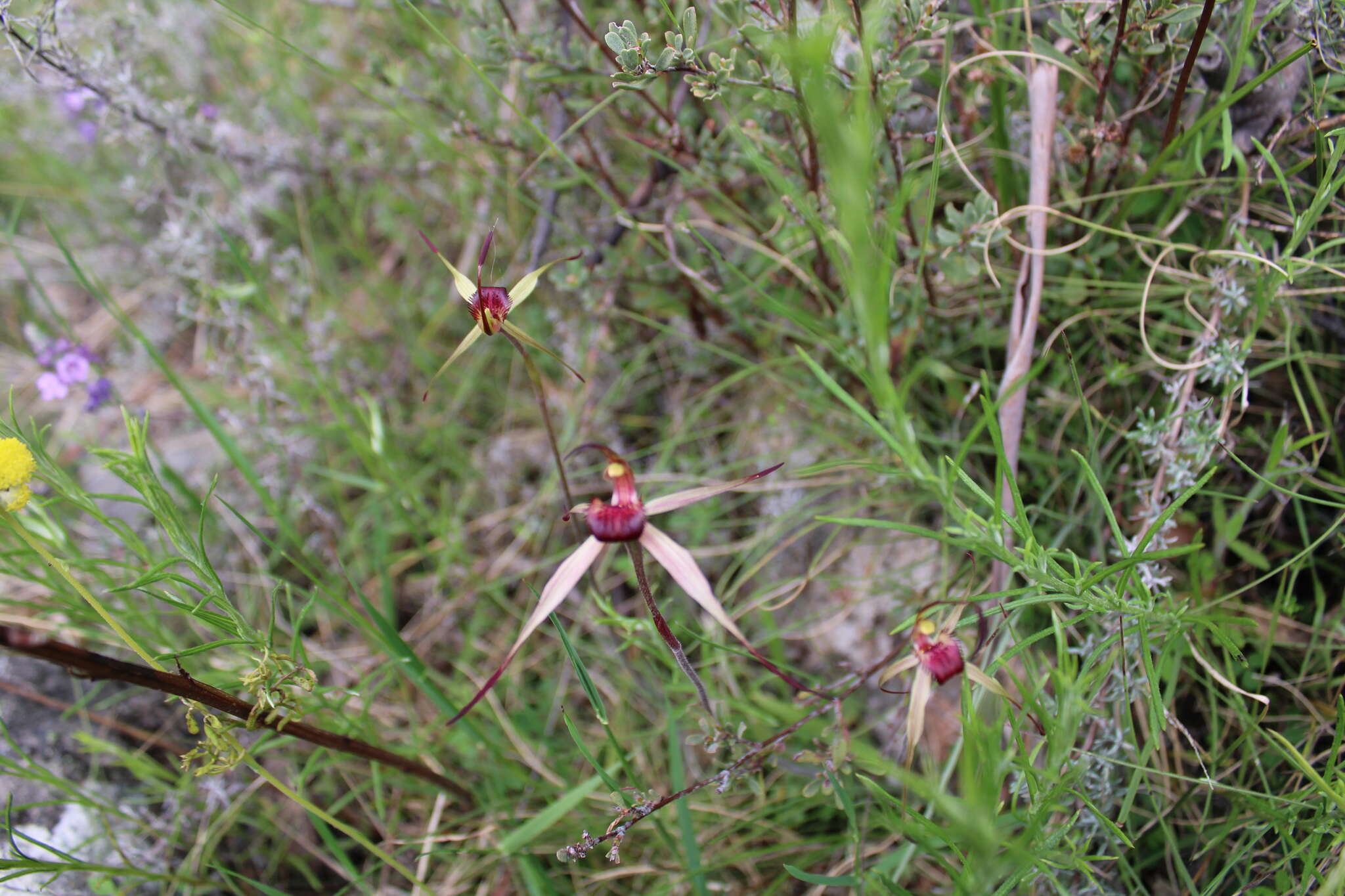 Caladenia montana G. W. Carr的圖片