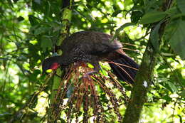 Image of Crested Guan