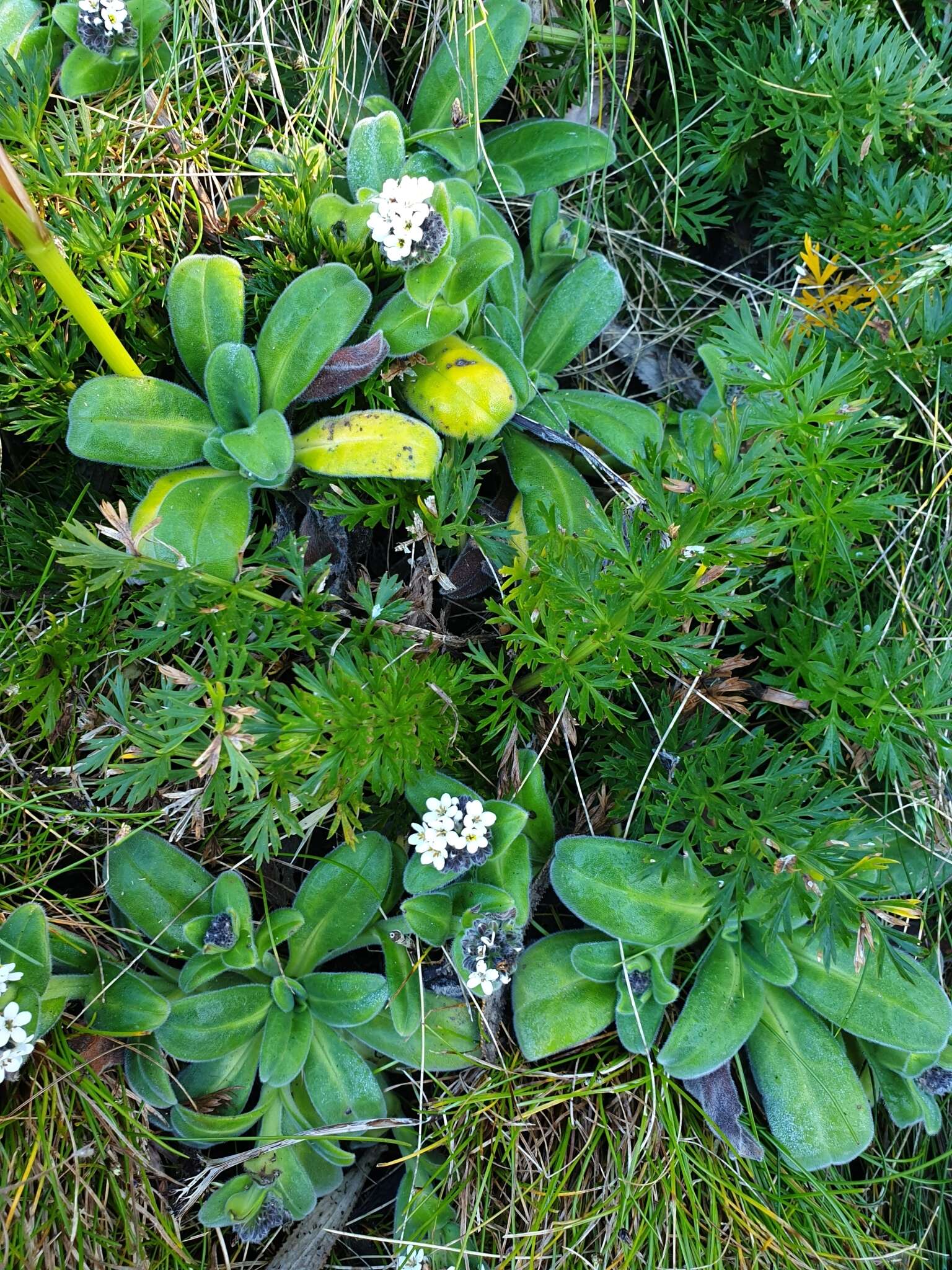 Image of Myosotis rakiura L. B. Moore