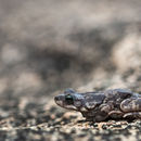 Image of Günther’s toad or rock toad