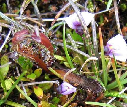 Image of Drosera arcturi Hook.