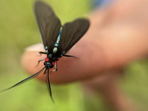 Image de Ceramidia fumipennis Walker 1854