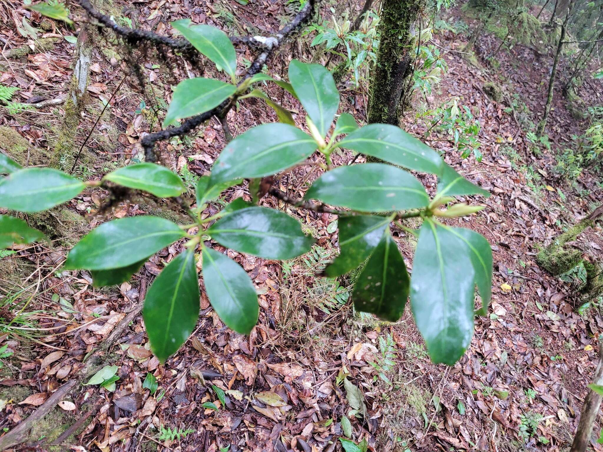 Слика од Illicium anisatum L.