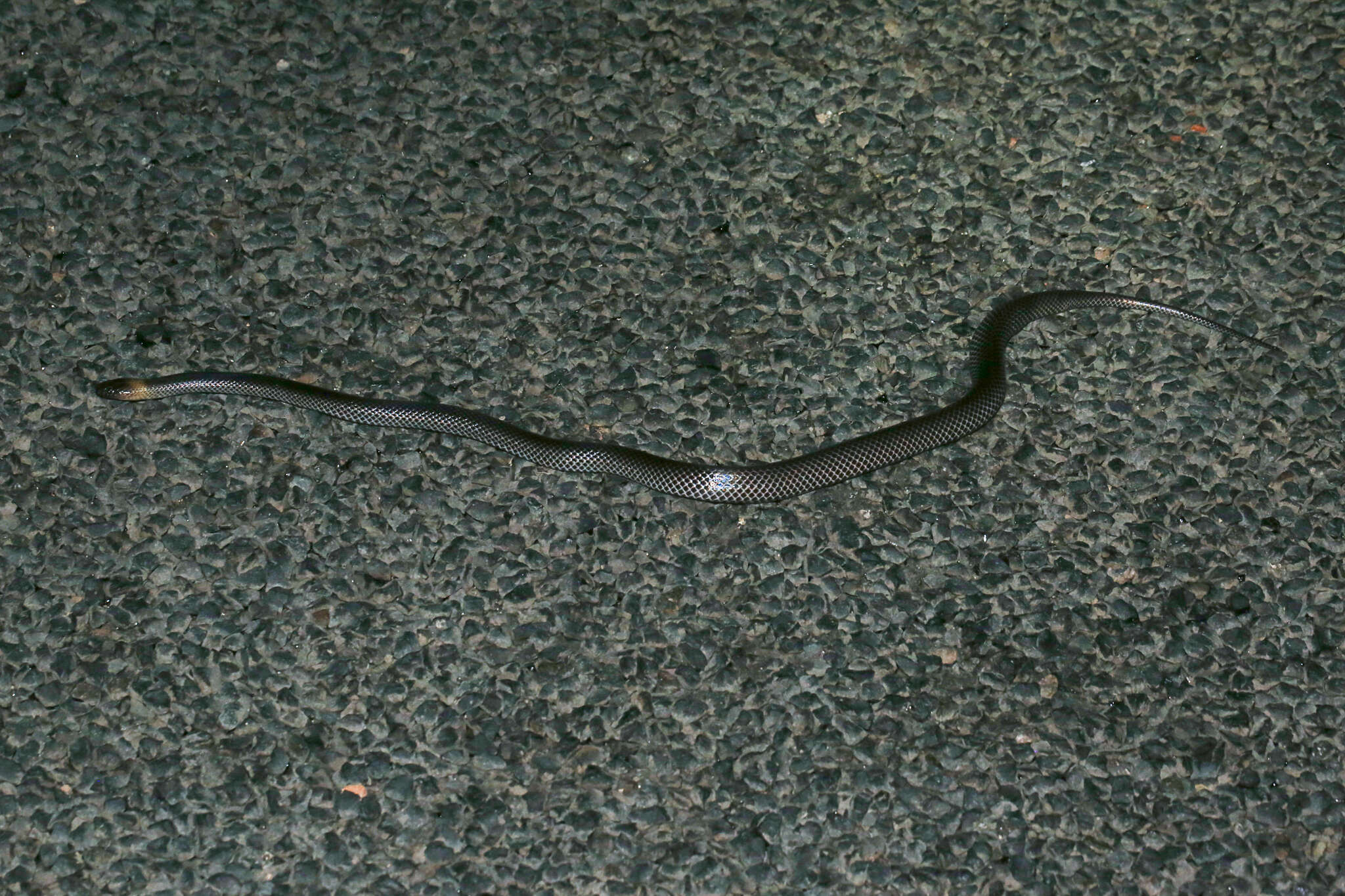 Image of Brown-headed or grey-naped snake