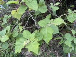 Image of Jamaican Nightshade