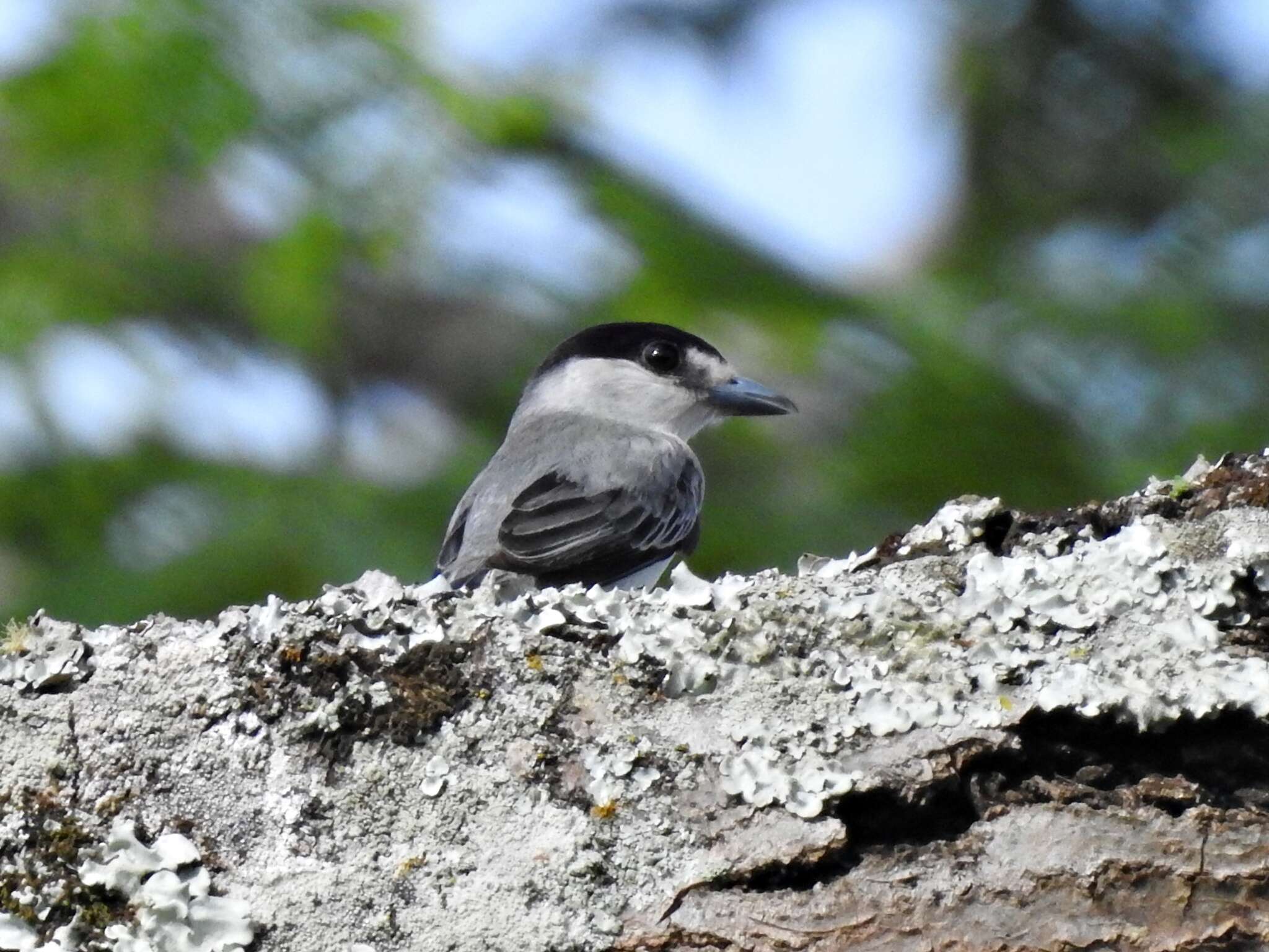 Image of Cinereous Becard