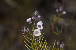 Image of Cyanostegia