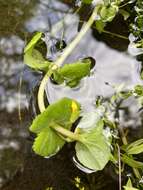 Image of James' monkeyflower