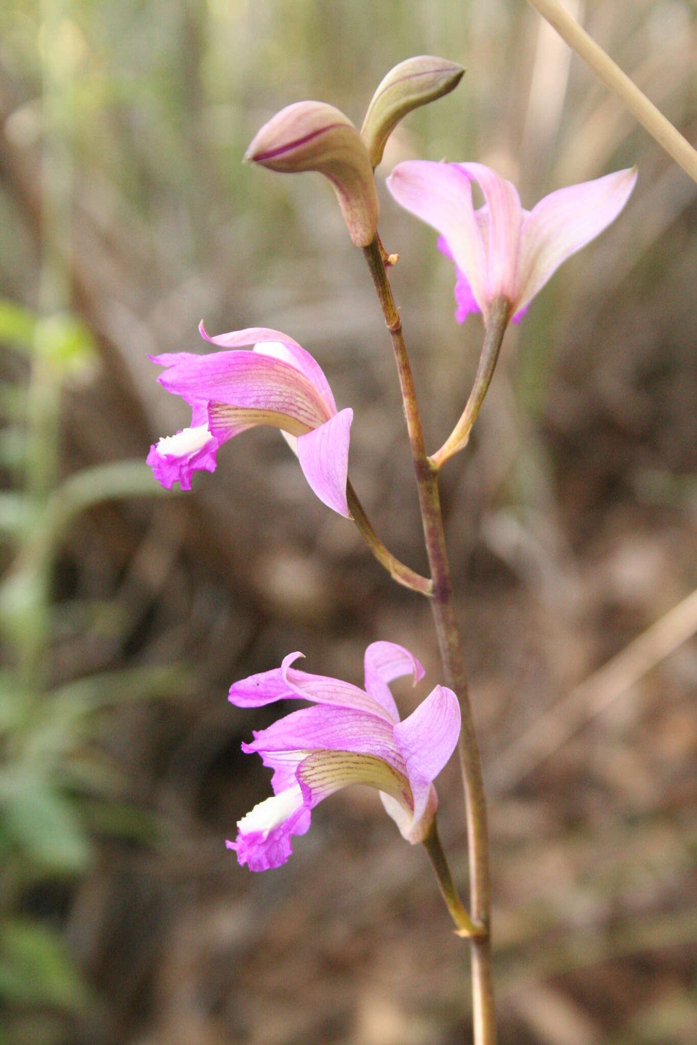 Image of Bletia neglecta Sosa