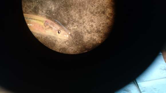 Image of freshwater eels