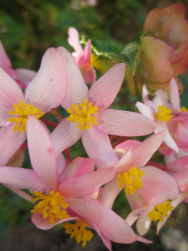 Image of Begonia obtecticaulis Irmsch.