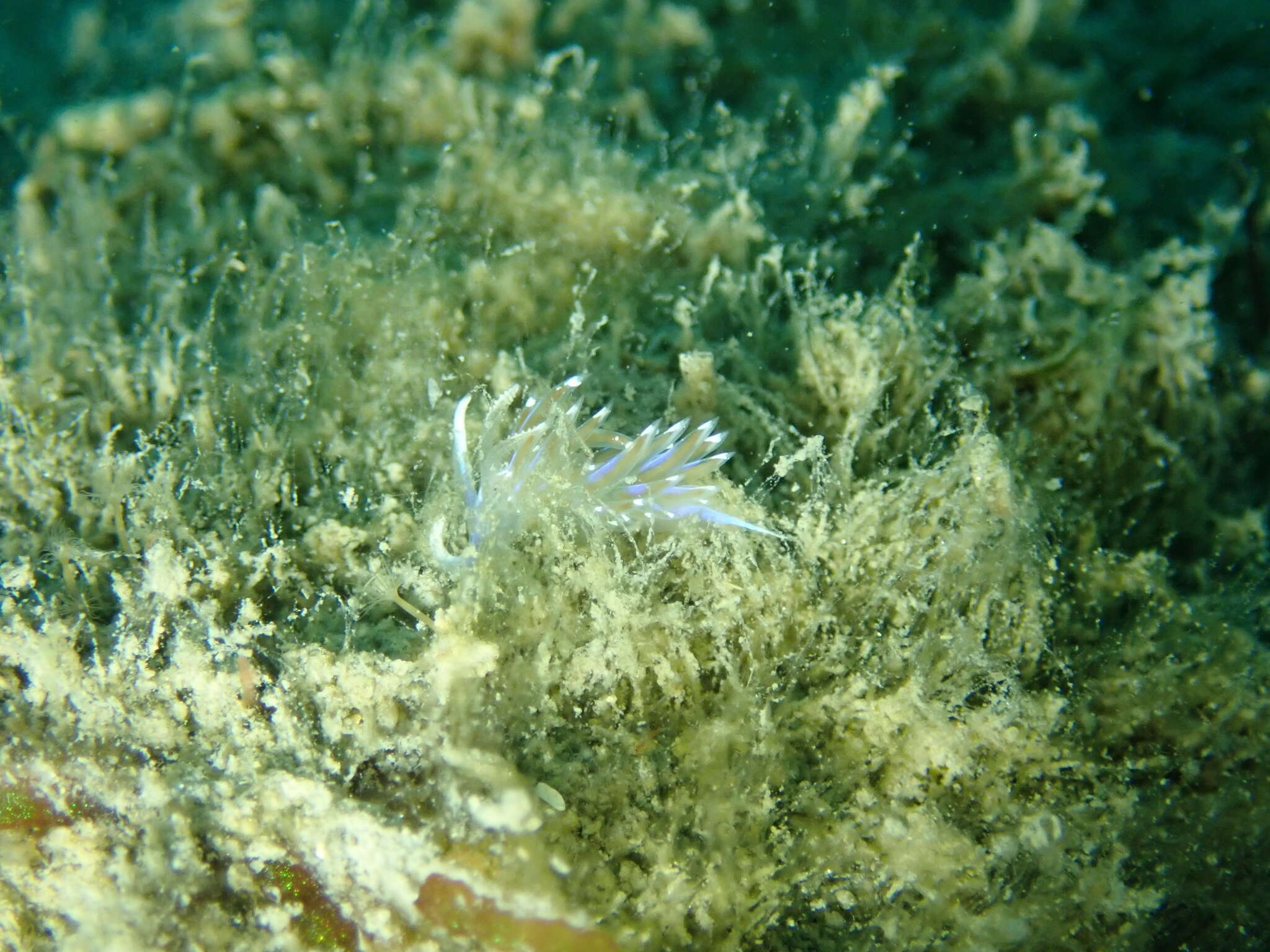 Image of Facelina vicina (Bergh 1882)