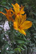Image of Peruvian-lily