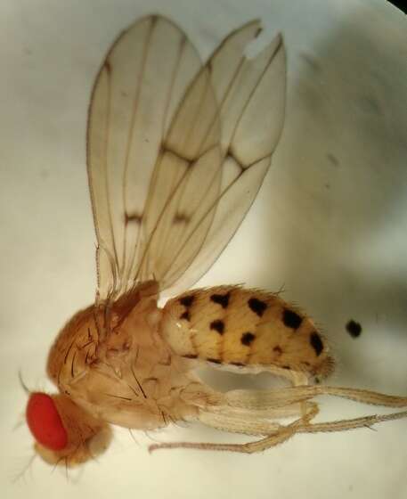 Image of Drosophila quinaria Loew 1866