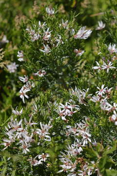 Imagem de Olearia glutinosa (Lindl.) Benth.