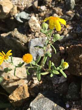 Image de Eriophyllum ambiguum (A. Gray) A. Gray