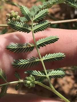 Imagem de Acaciella angustissima var. texensis (Nutt. ex Torr. & A. Gray) L. Rico