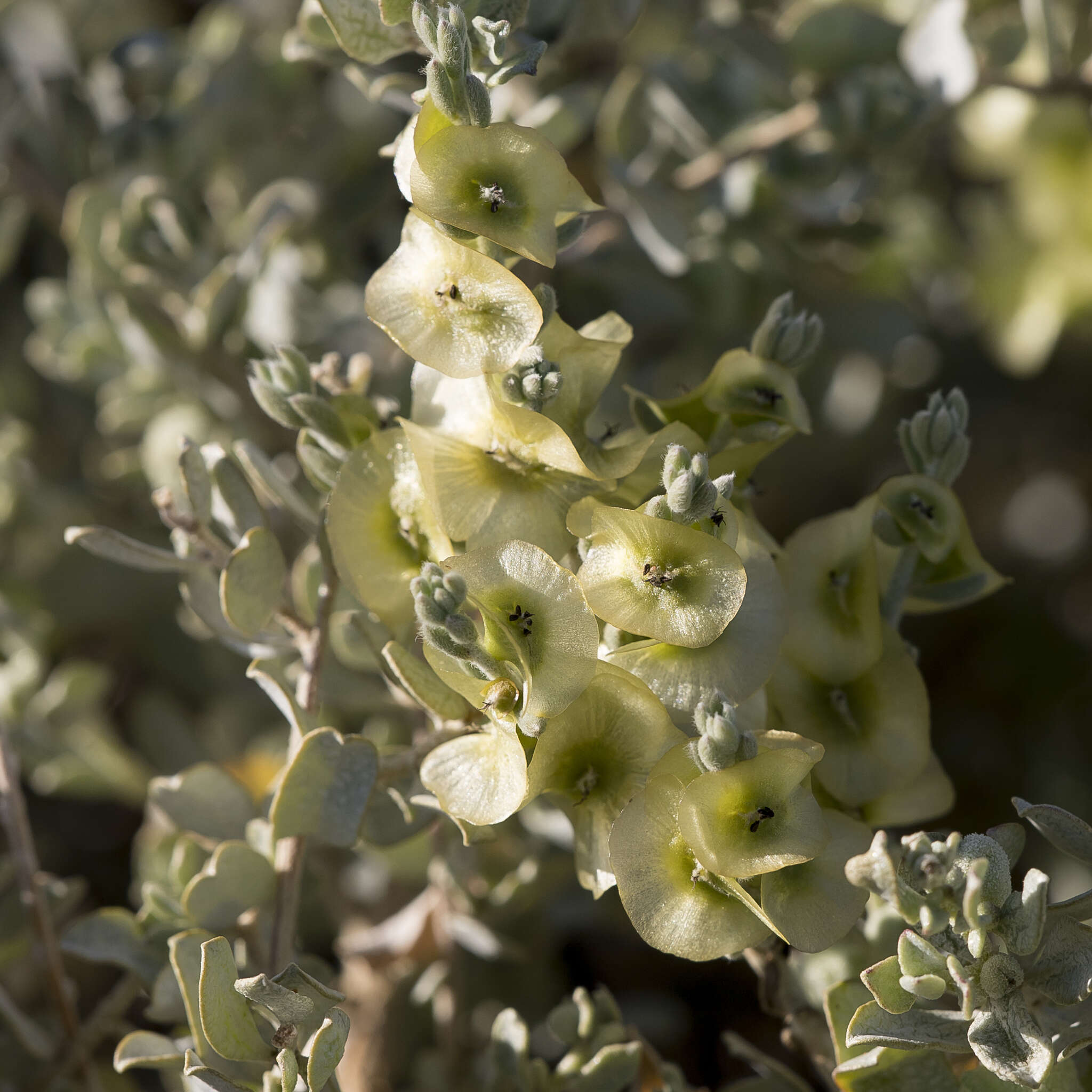 Image of Top-fruit Bluebush