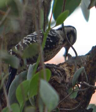 Image of Ladder-backed Woodpecker