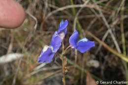 Image of Utricularia delphinioides Thorel ex Pellegr.