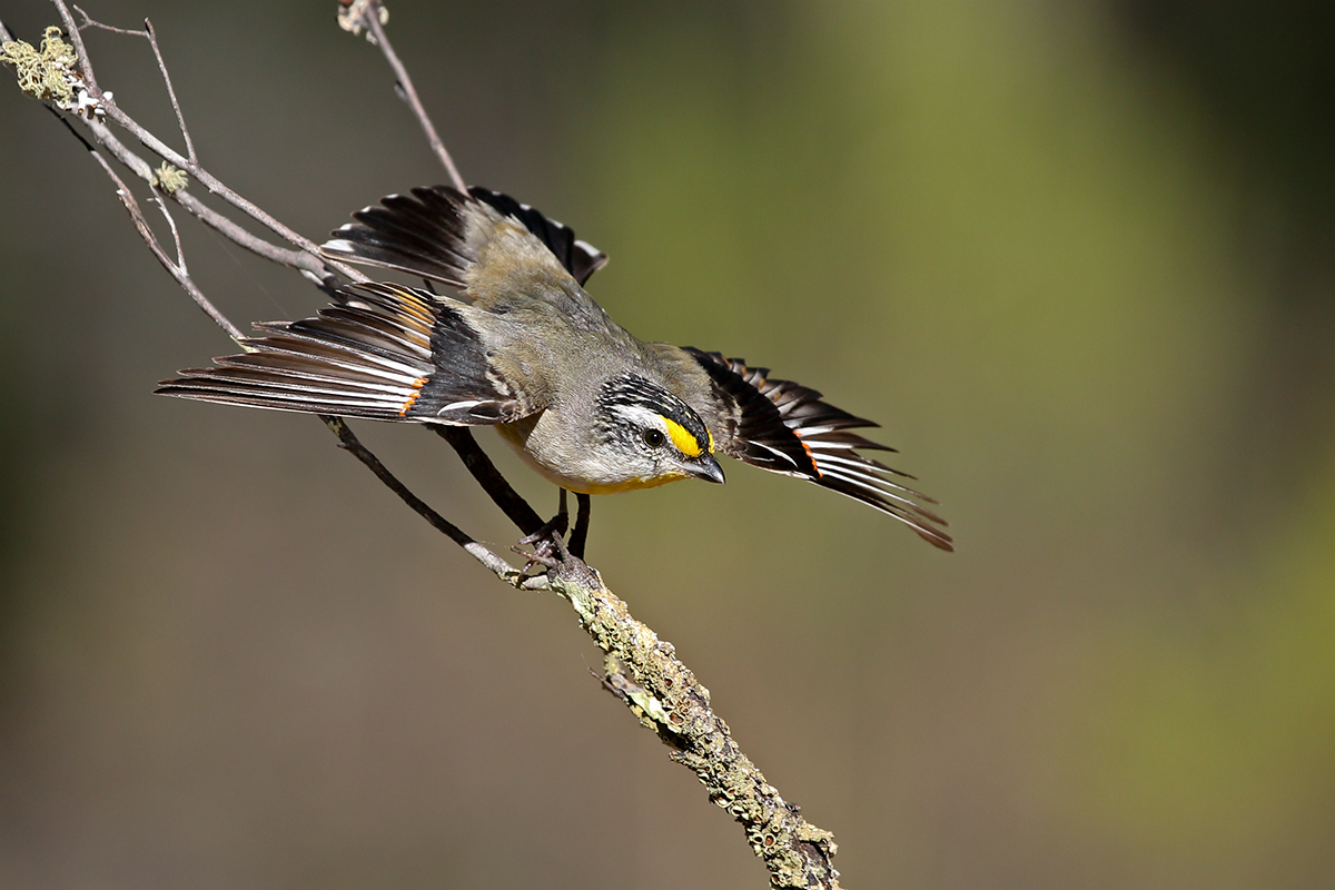 Image of Striated Pardalote