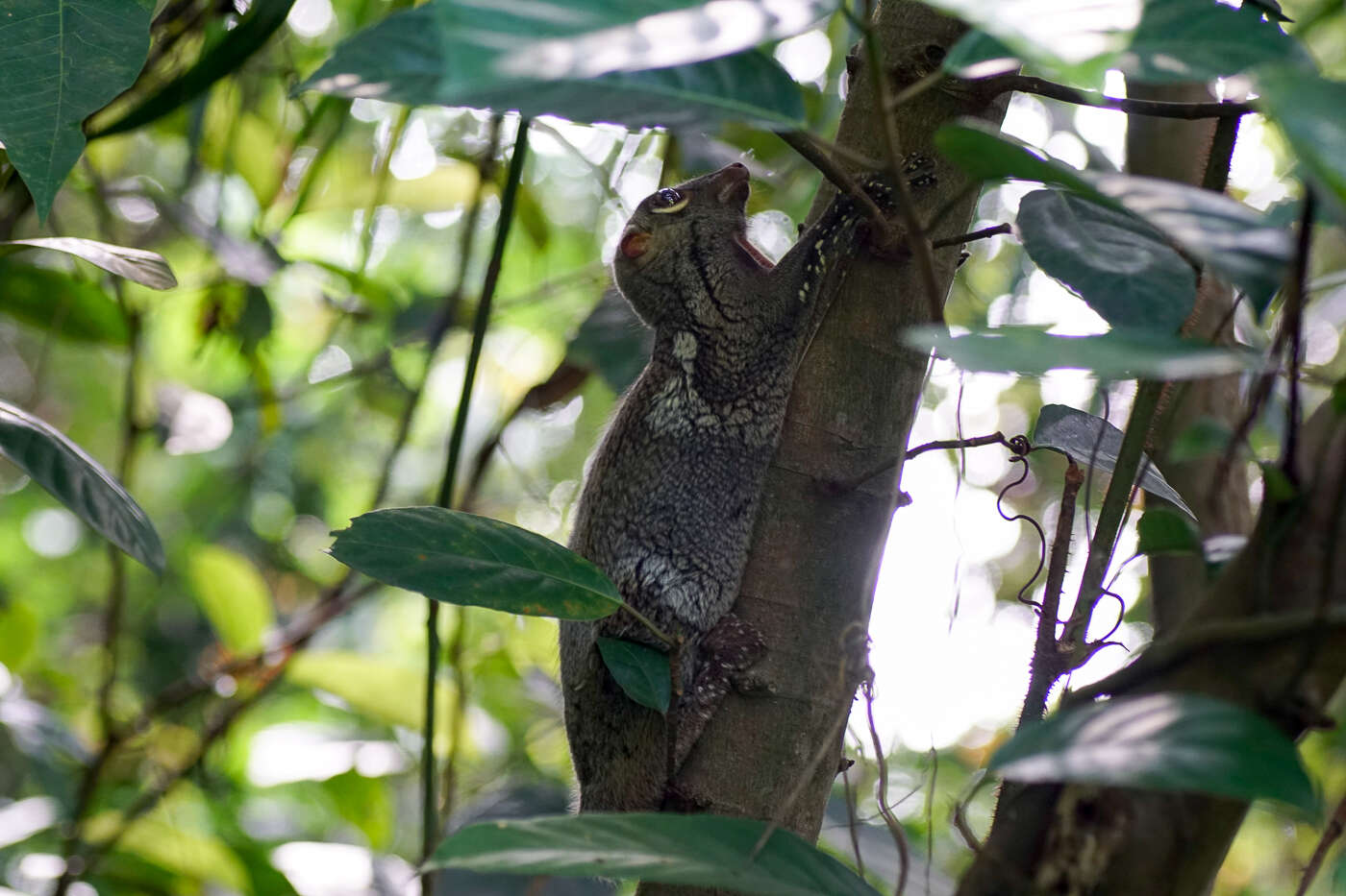 صورة Galeopterus Thomas 1908