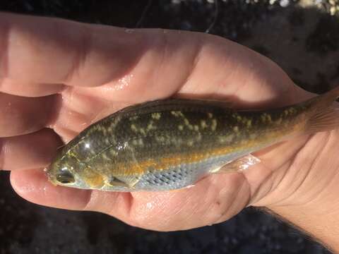 Image of Reef perch