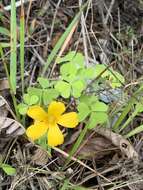 Image of Suksdorf woodsorrel