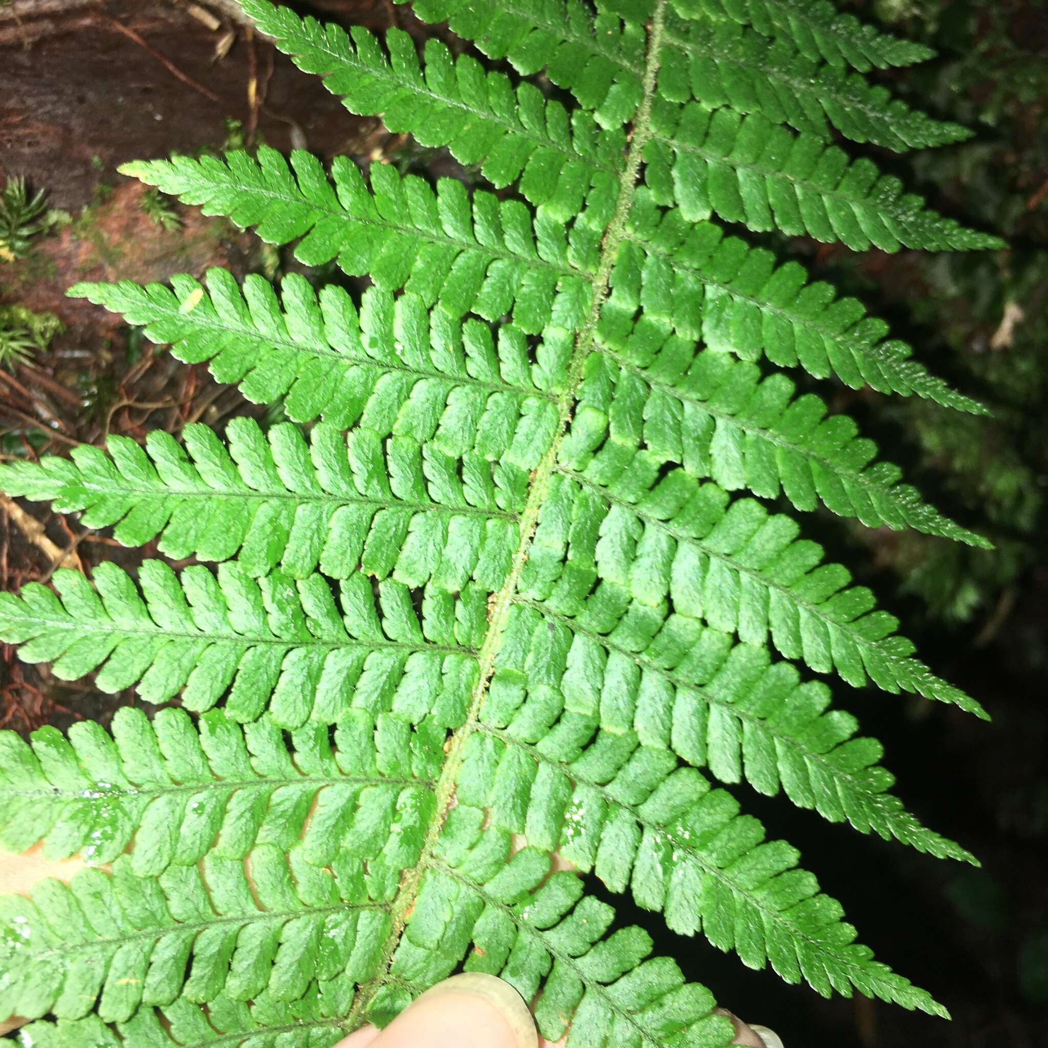 Sivun Dryopteris kawakamii Hayata kuva