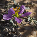 Plancia ëd Fagonia glutinosa Del.