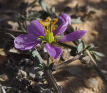 Image of Fagonia glutinosa Del.
